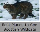 Best Places to see Scottish Wildcats
