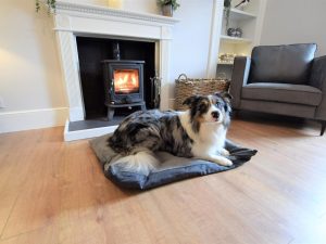 Pet Friendly Holidays in Scotland