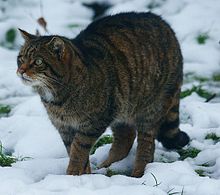 Best Places to See Scottish Wildcats